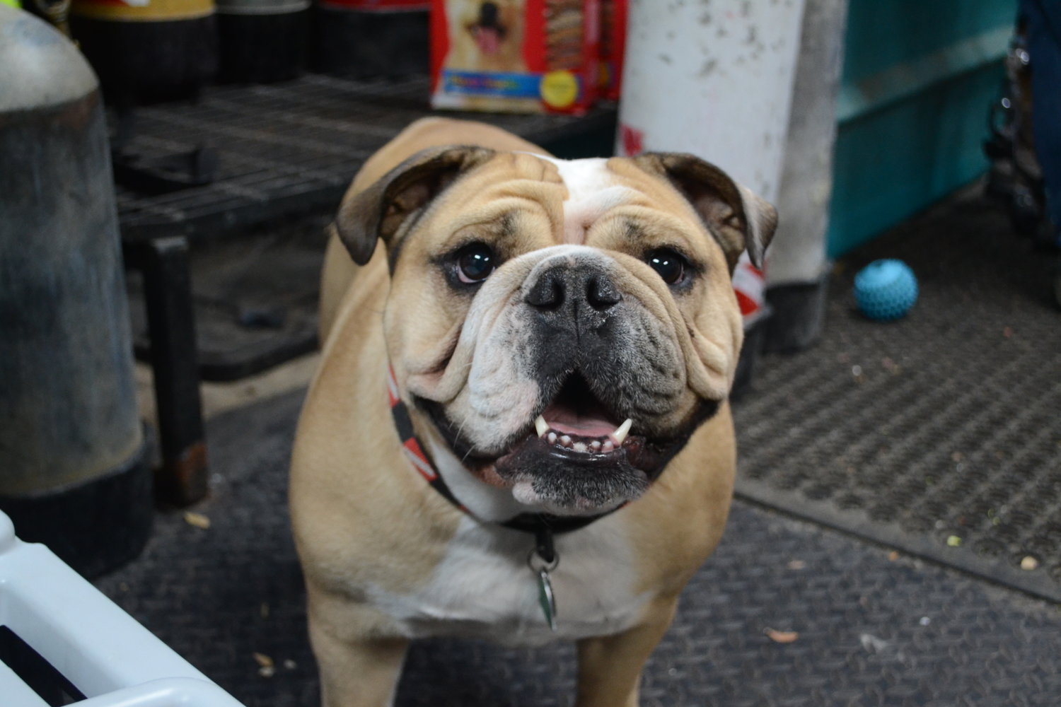 Kenzie, a friendly English Bulldog with an affinity for treats, welcomes all patrons of the dive shop.