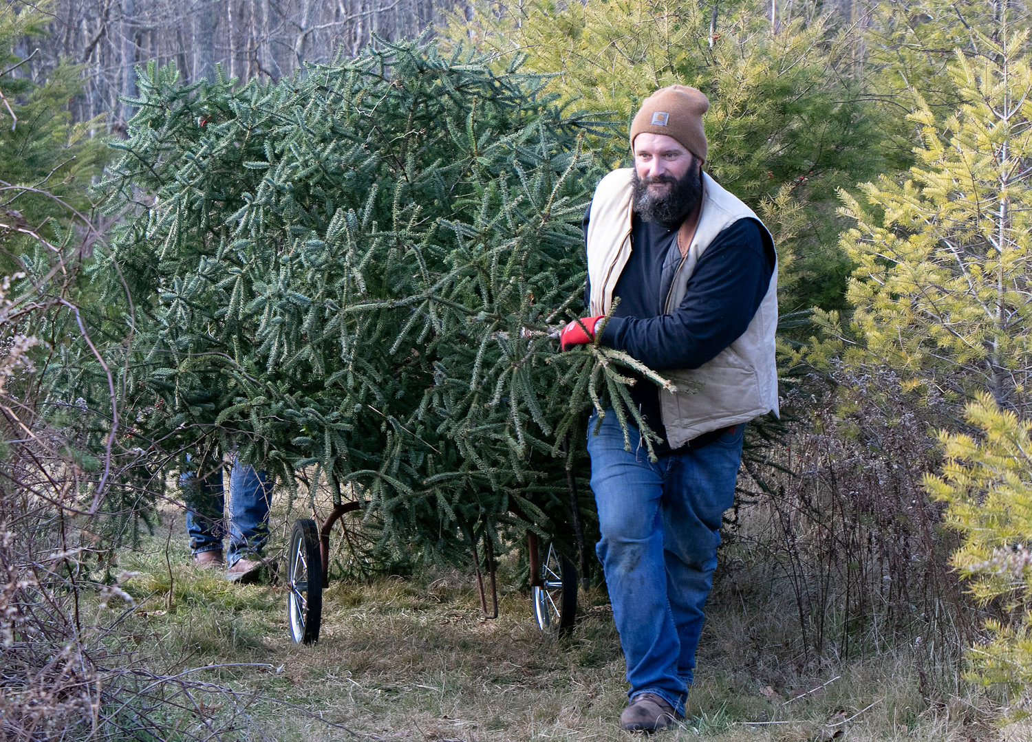Lou Perry hauls out a Christmas tree from his family's Hidden Spruce Farm this past Sunday. Perry worked the farm as a teenager, and purchased it with his family this past June.