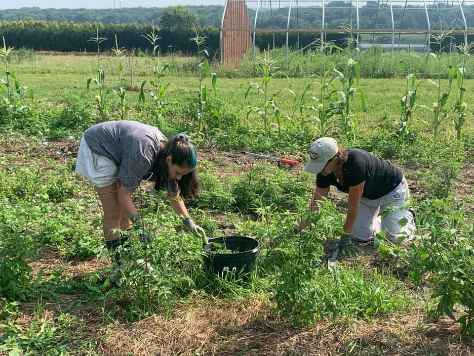 Volunteers do some weeding at the AgInnovation Farm in Portsmouth.