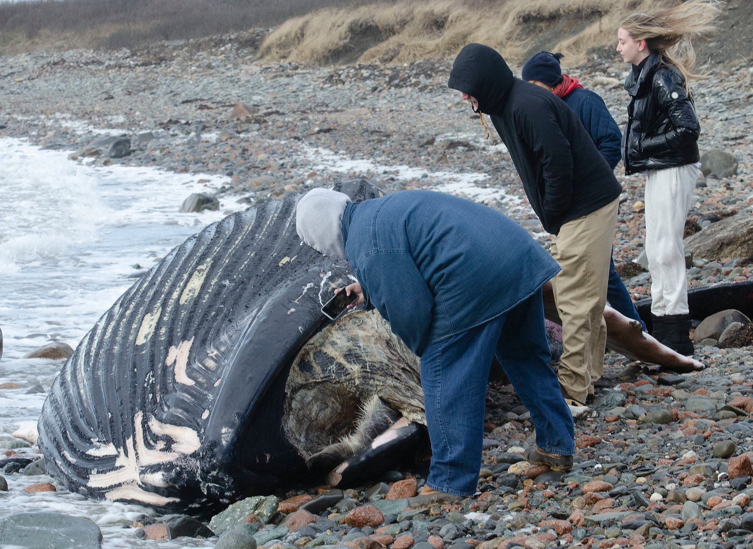 Elizabeth Bowen (left), Aurora Scott, (right) and others check out the deceased humpback whale on Wednesday.