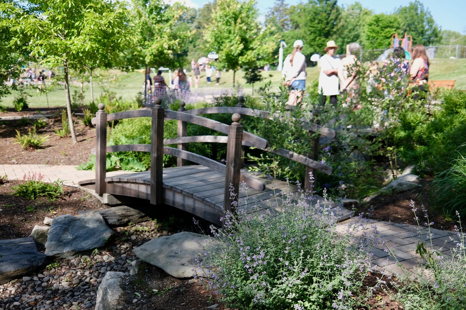 The rain garden includes a small wooden step bridge.