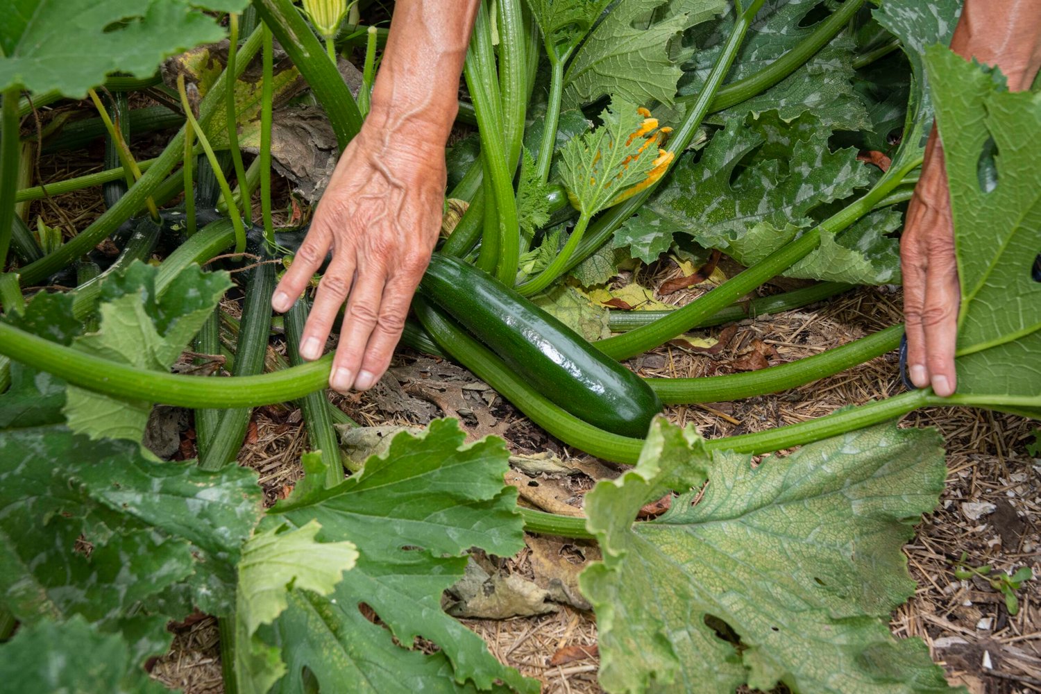 To keep vegetable gardens healthy during a drought, mulching helps lock in moisture.