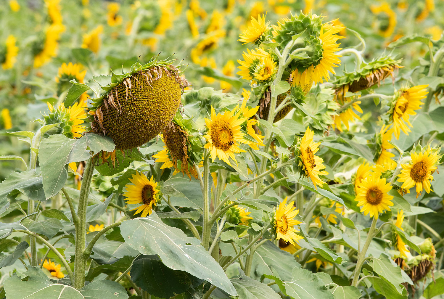 Sunflowers droop in the moist heat at Quonset View Farm.