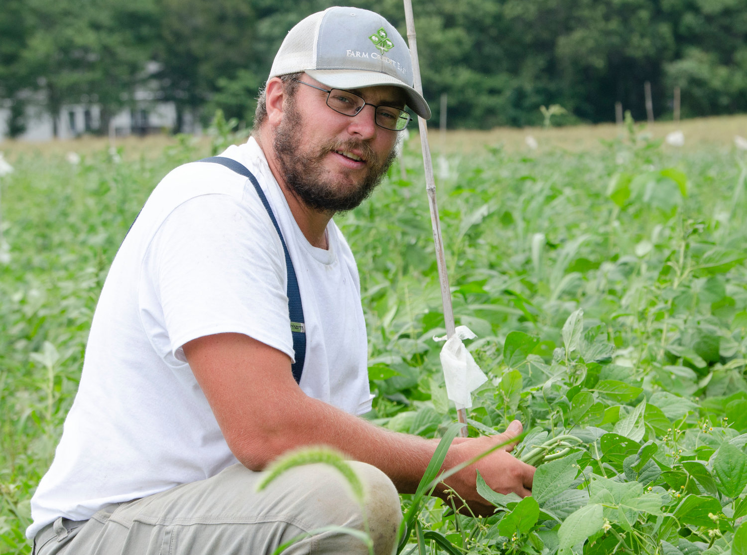 Farm owner Andrew Orr picks green beans in their field off Adamsville Rd. in Westport on Friday.