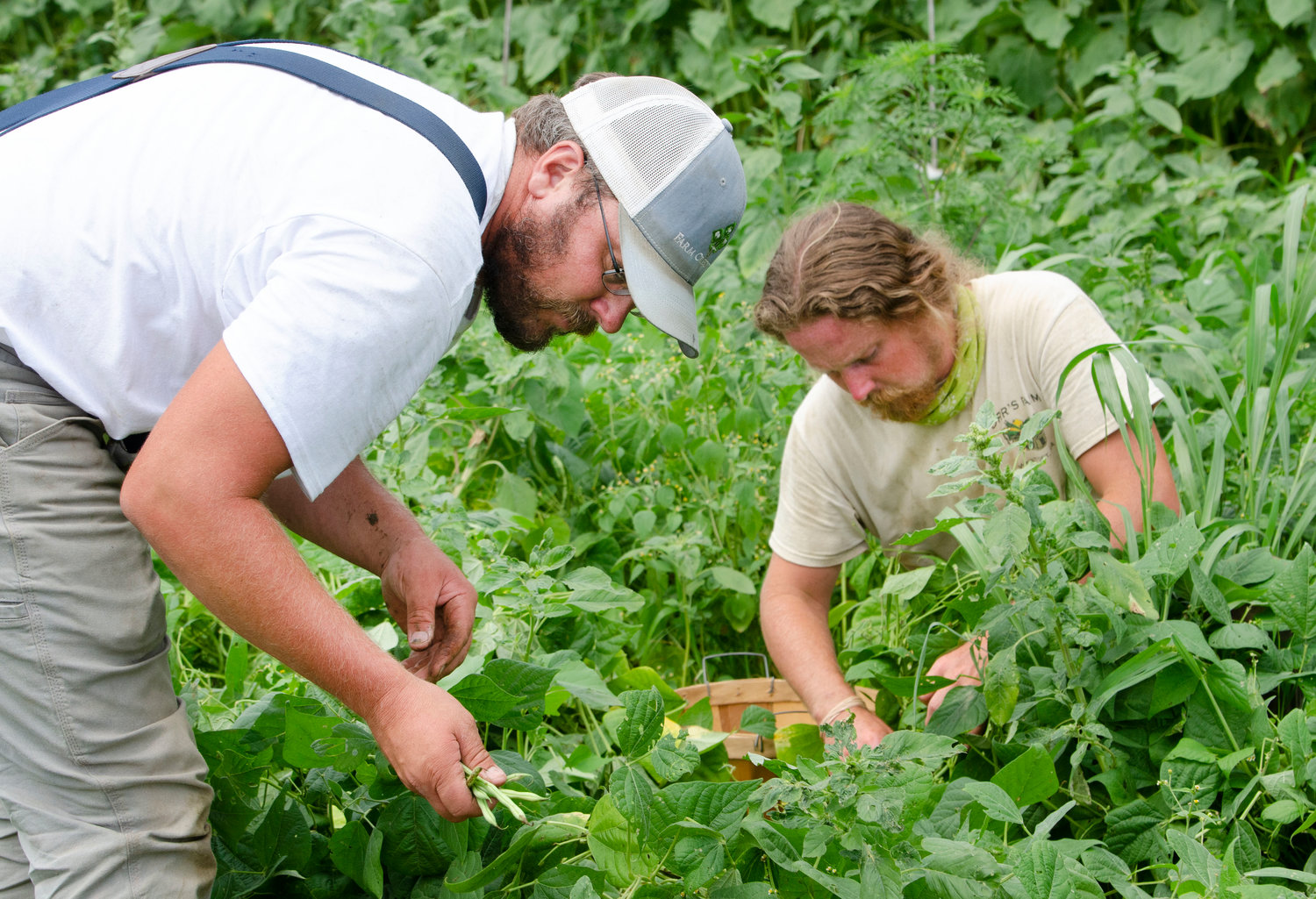 Farm owner Andrew Orr (left) and employee, 
Nikolaj Peltier pick green beans in their field off Adamsville Rd. in Westport on Friday.