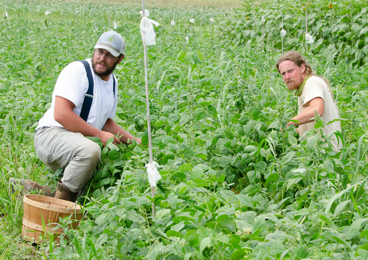 Farm owner Andrew Orr (left) and employee, 
Nikolaj Peltier pick green beans in their field off Adamsville Rd. in Westport on Friday.