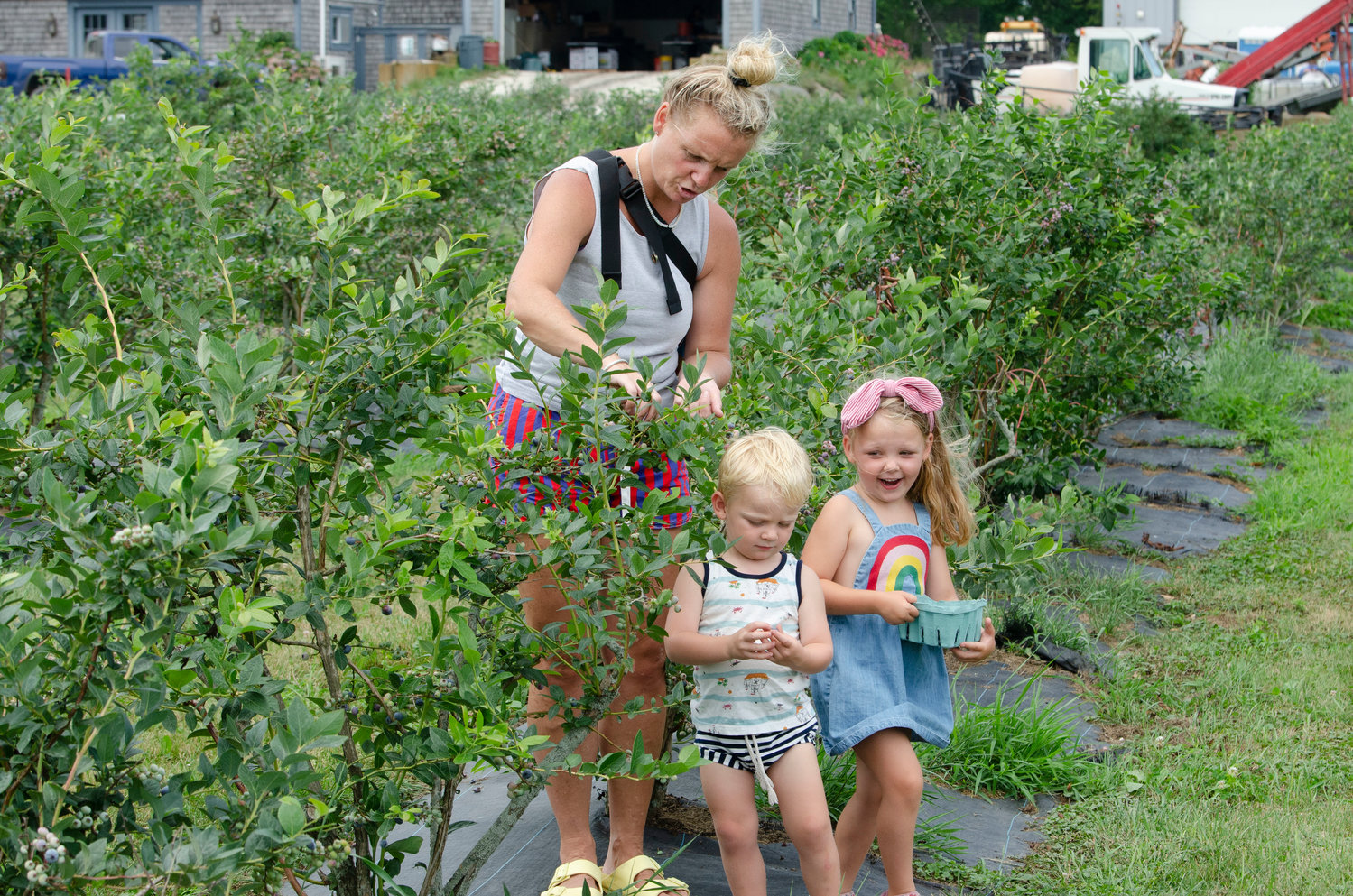 Tiverton resident Lynn Walsh and her daughter, Teigan, 4 and son, Tanner, 2, pick blueberries at Young's Family Farm on Friday.