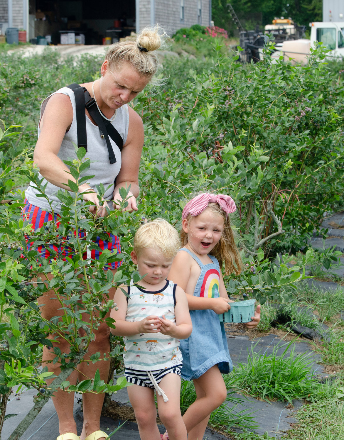 Tiverton resident Lynn Walsh and her daughter, Teigan, 4 and son, Tanner, 2, pick blueberries at Young's Family Farm on Friday.