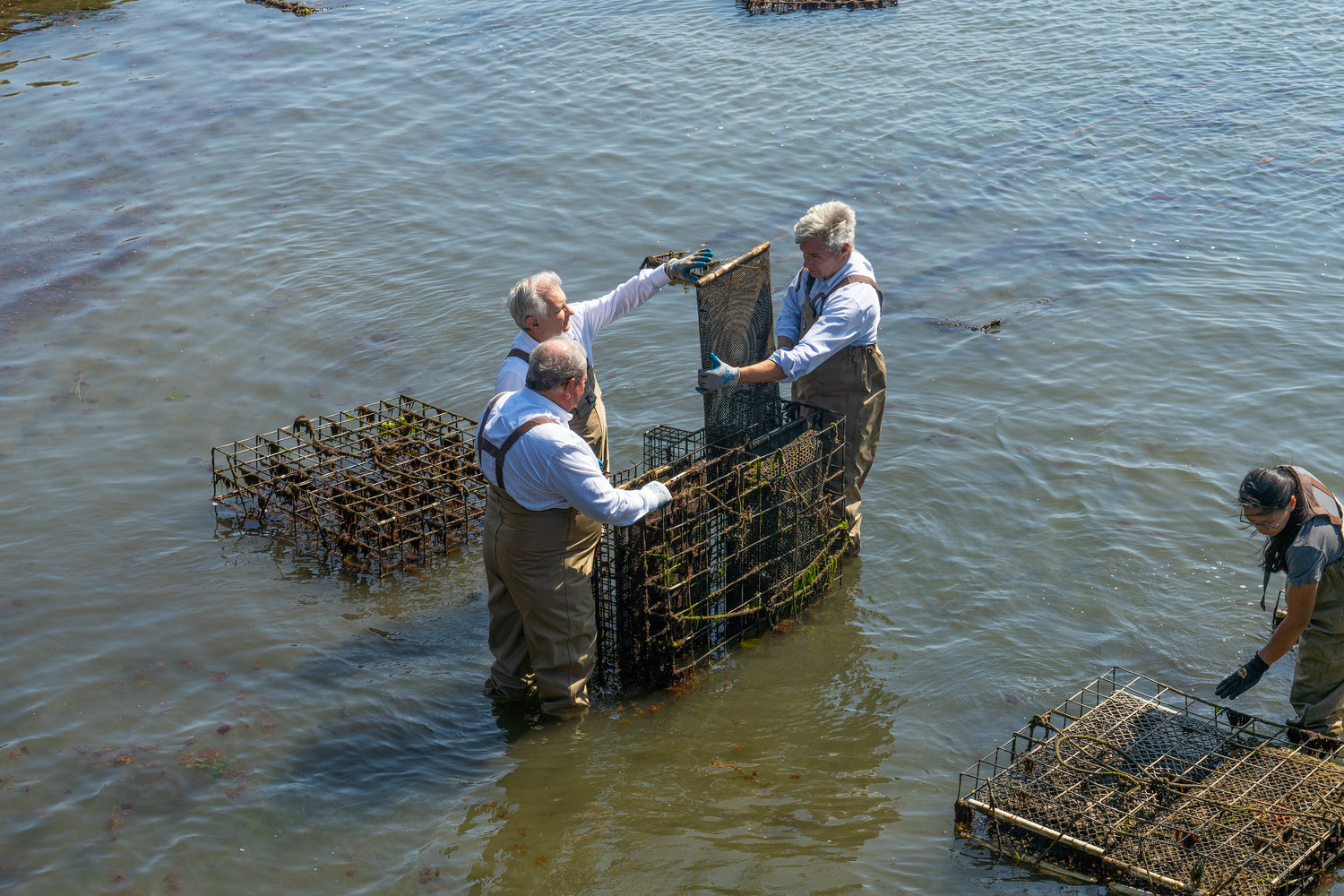 Roger Williams President Ioannis Miaoulis, Sen. Jack Reed and Sen. Sheldon Whitehouse (left to right) look through the cages of maturing oysters during a tour of the university’s oyster farm on Monday.