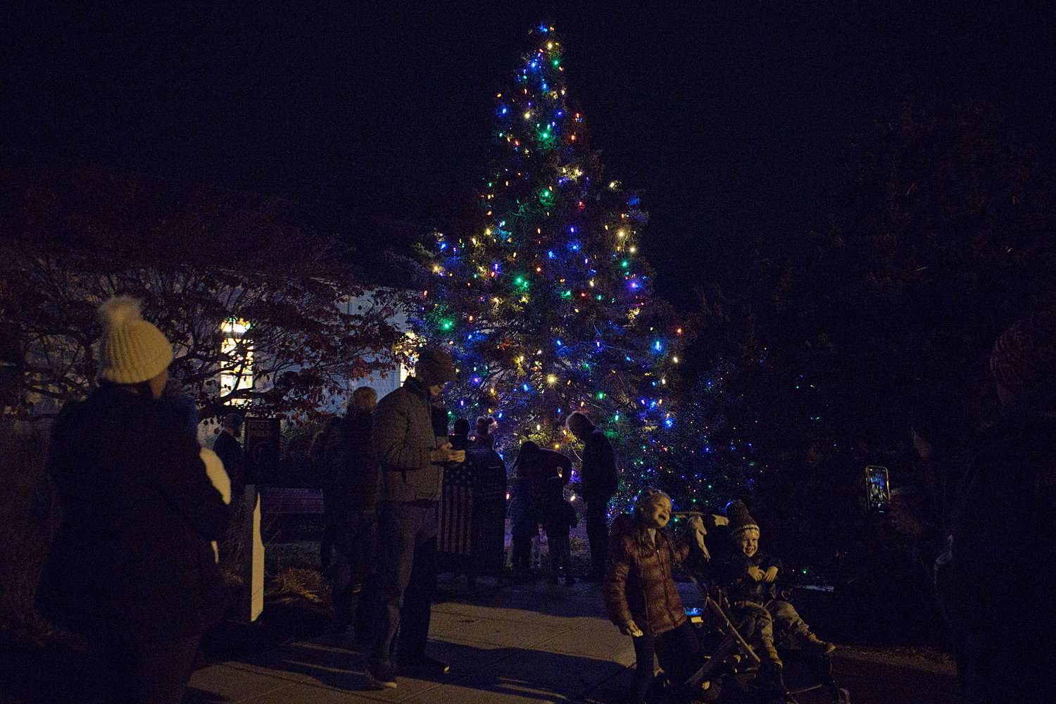 The tree outside the library glows in the evening air.