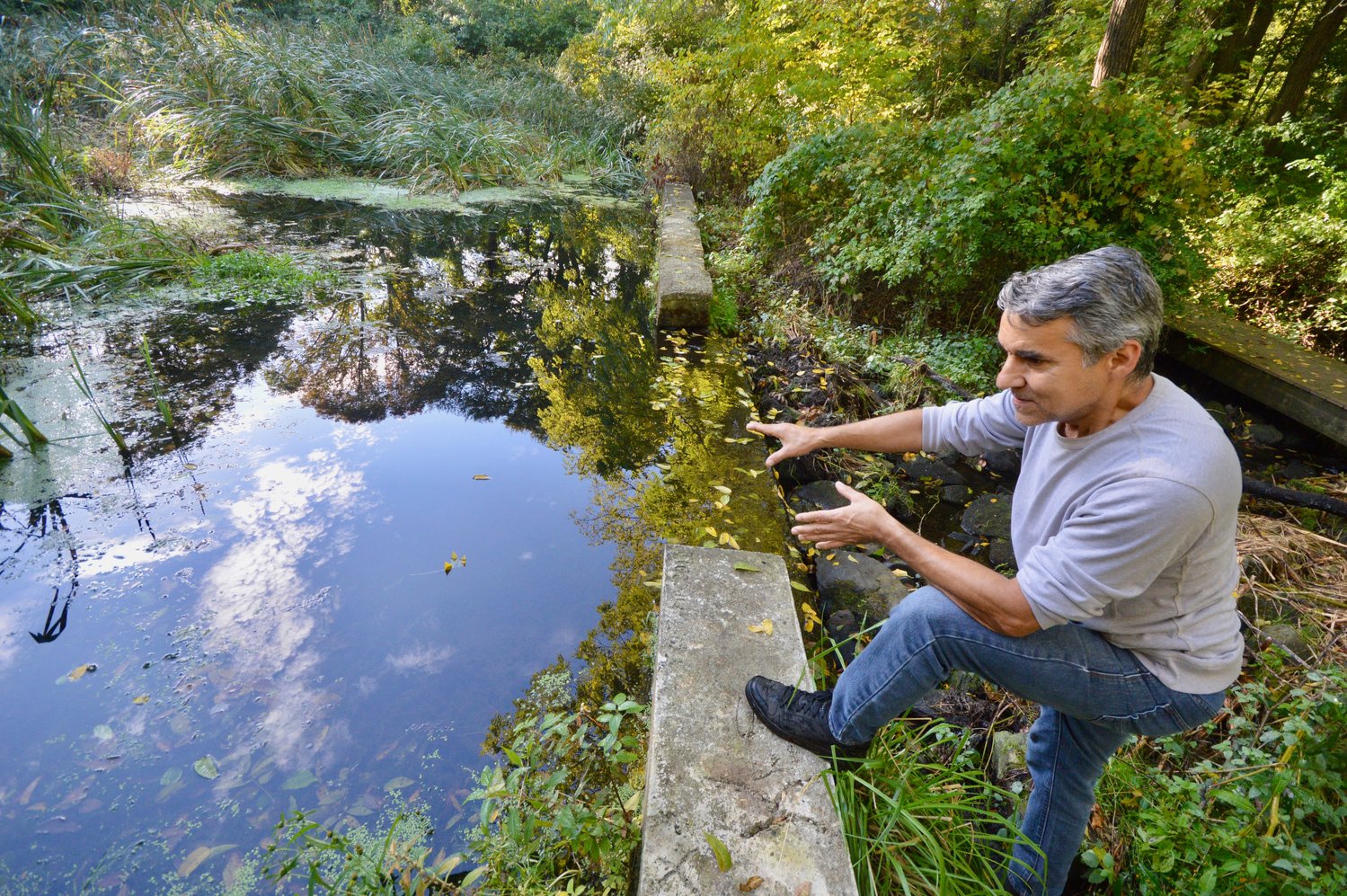 Stephen Luce, chairman of the Melville Park Committee, inspects one of the smaller ponds at Melville Park. The dam for this one has either broken or been modified, allowing water to flow freely.