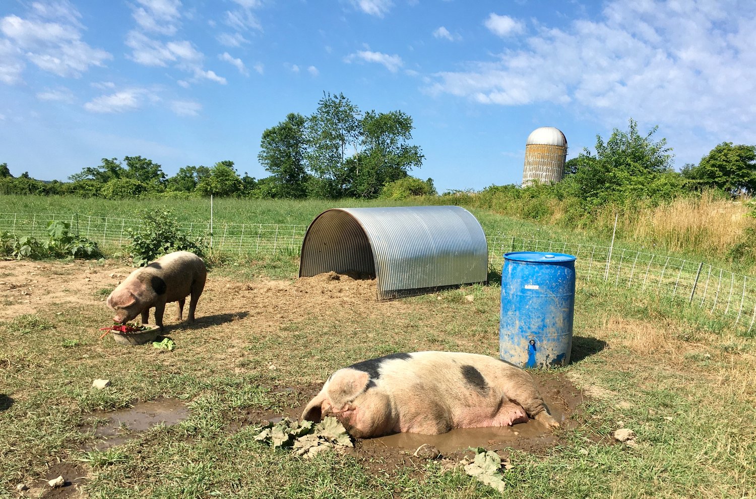A pair of Gloucestershire Old Spot pigs wile away a summer afternoon at Sweet Goat Farm on Adamvsille Road.