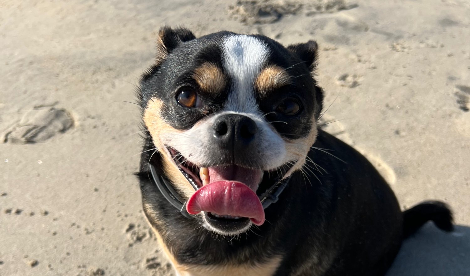 Harley Quinn, a six-year-old chihuahua, recently lost an eye in a tragic incident in February, and her mom is looking for help with vet bills as a result.