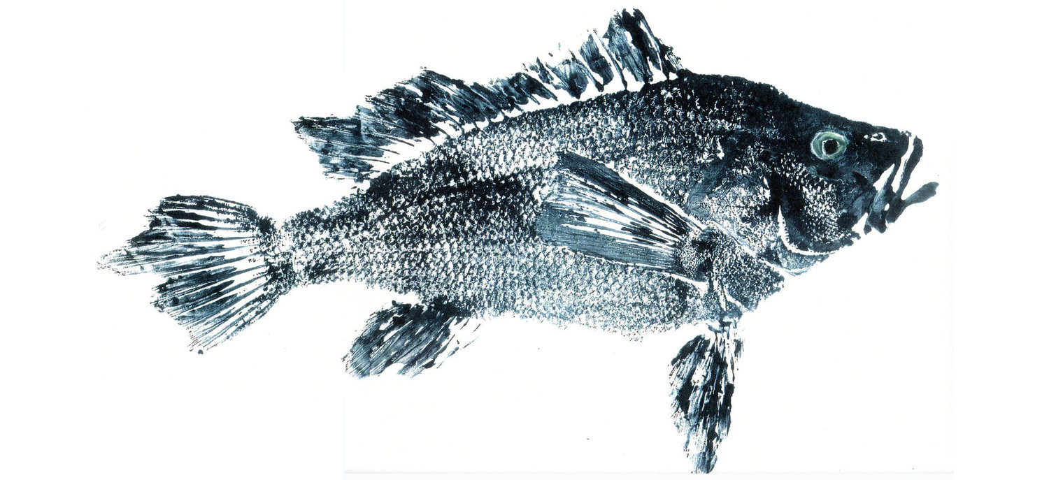 Artist Tony Chatowsky used the Gyotaku method to imprint this locally caught sea bass. You can visit Chatowsky’s Fish Print Museum, 2572 East Main Road (across from Clements’ Marketplace) from noon to 5 p.m. on Saturday, April 22, as part of Aquidneck Island Earth Week. Ample parking is available behind the building.