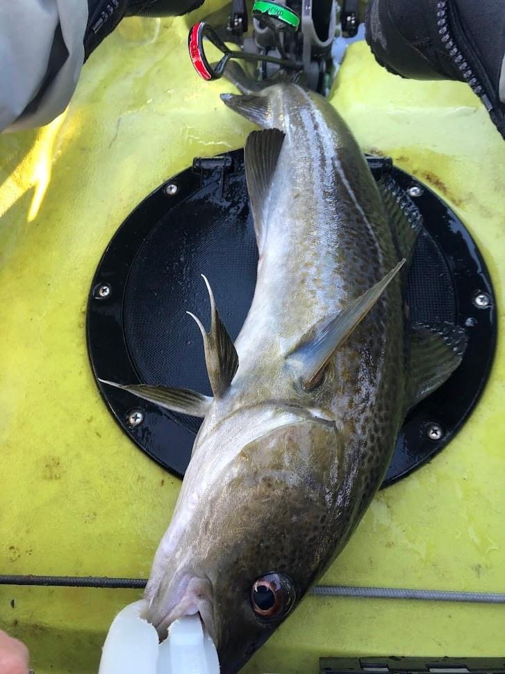 Noe Phommarath of Providence boated this cod fish on his kayak when fishing for tautog with green crabs.