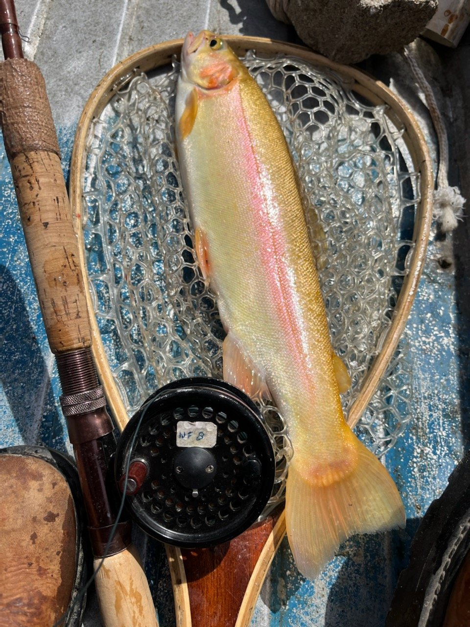 Jeff Spicer, of Scituate, R.I., landed this golden trout with his fly rod when fishing Opening Day.