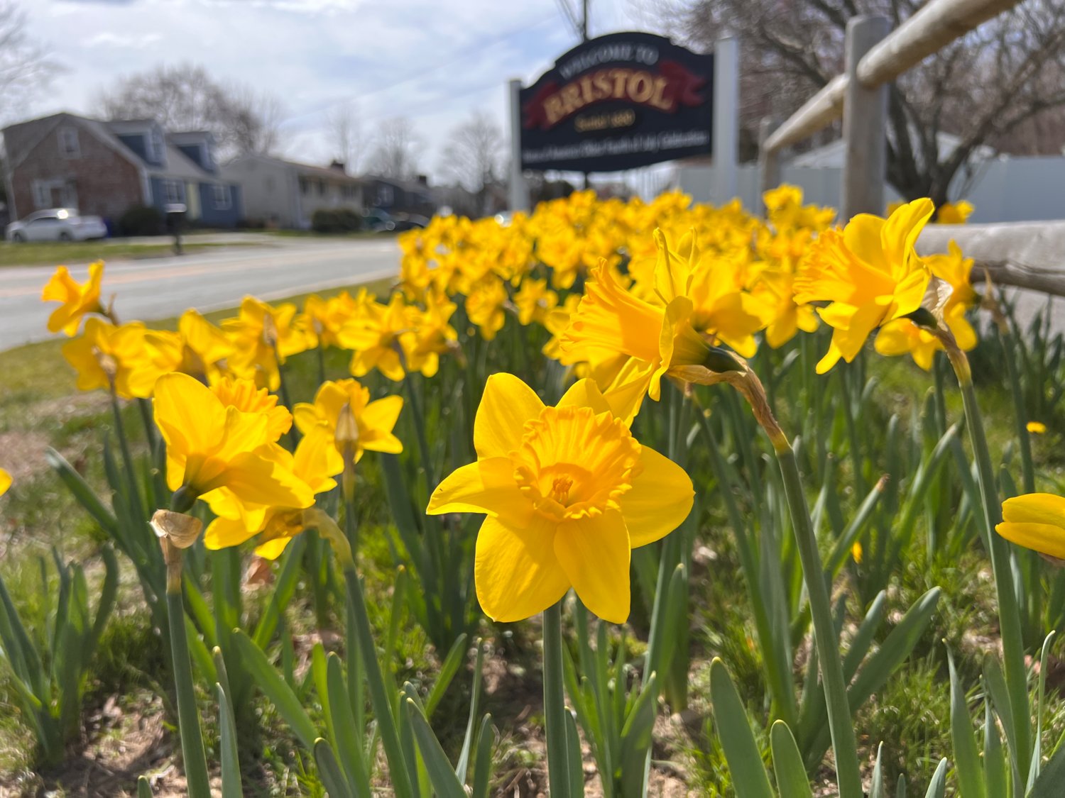 Last October, volunteers from North Farm and the Audubon Society planted 4,000 daffodil bulbs, donated by the Bristol Garden Club, from the “Welcome to Bristol” sign on Hope Street all the way to South Lane. Here they are bloomed along Hope Street in April.
