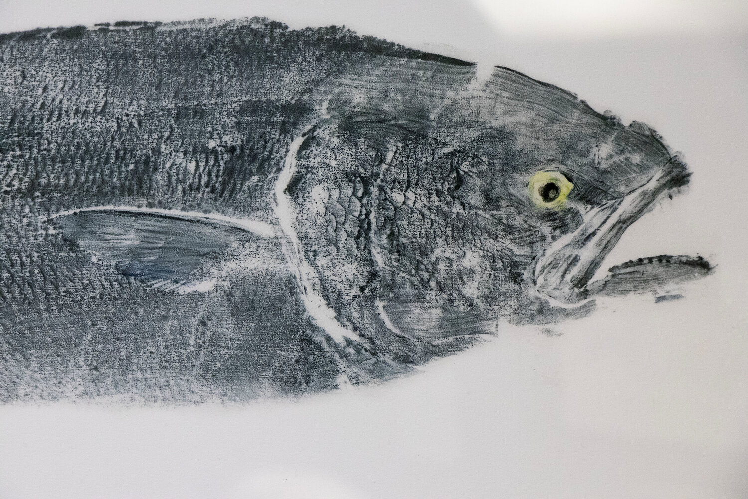 Tony Chatowsky’s print of a locally caught bluefish, his favorite fish along with striped bass.