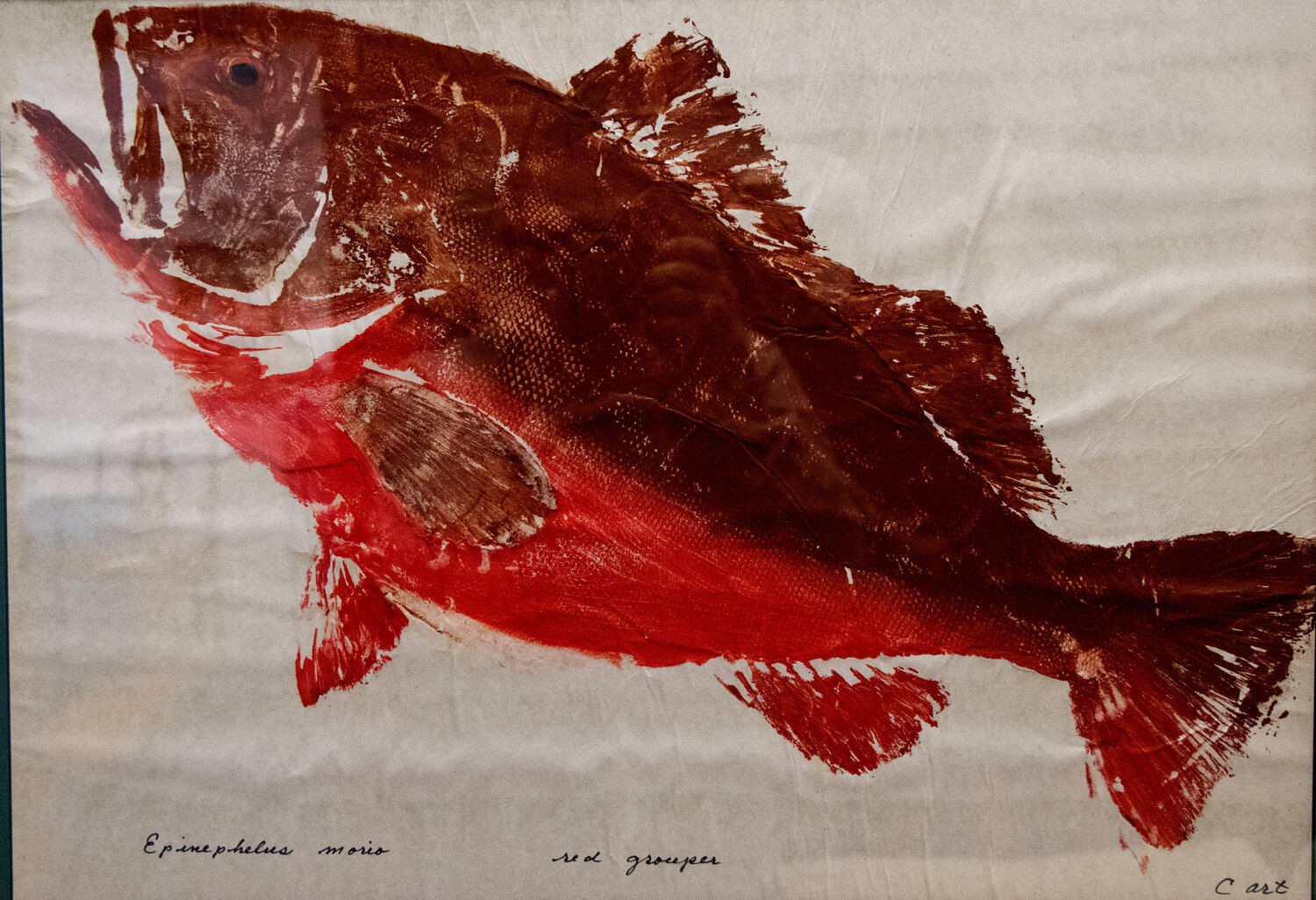 A fish print of a grouper, a popular eating fish in Florida.