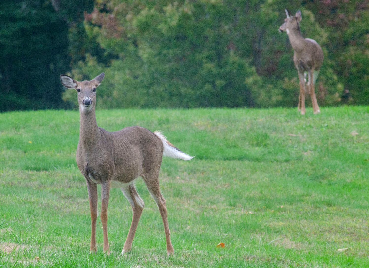Two deer photographed at Colt State Park last year. While the park is not among the land okayed for hunting, four town-owned properties will be open for bow hunting starting this September.