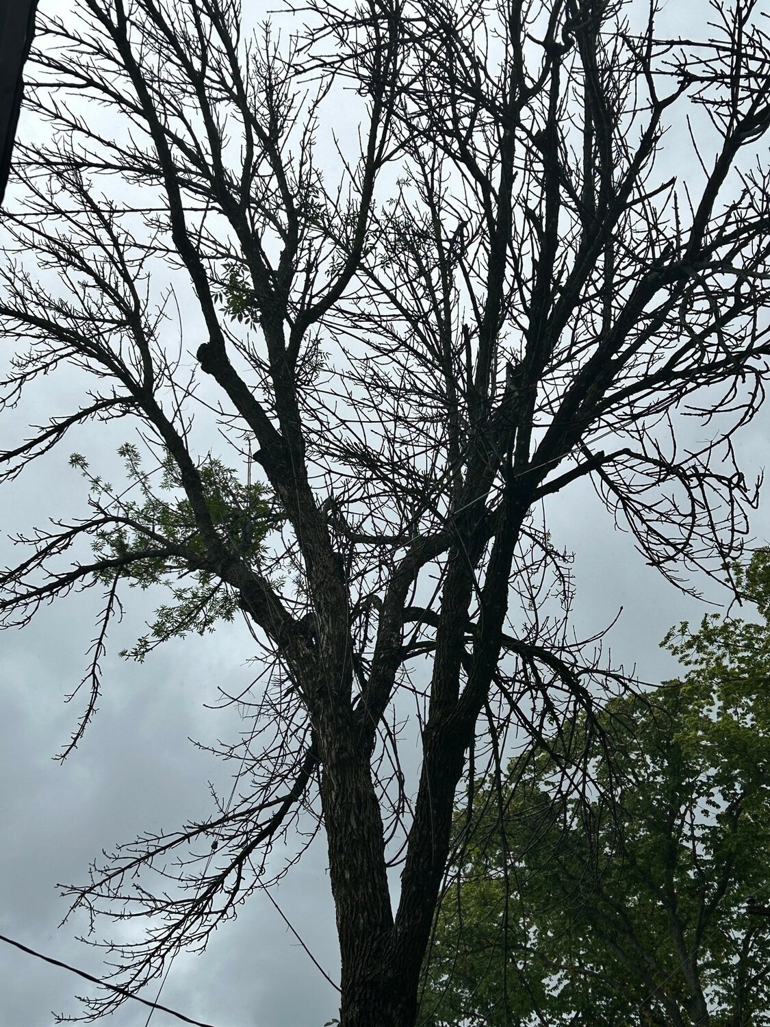 The Emerald Ash Borer has been weakening Ash trees in Bristol. There have been 66 trees in town identified from a slight to severe threat to public health due to their deteriorating condition.