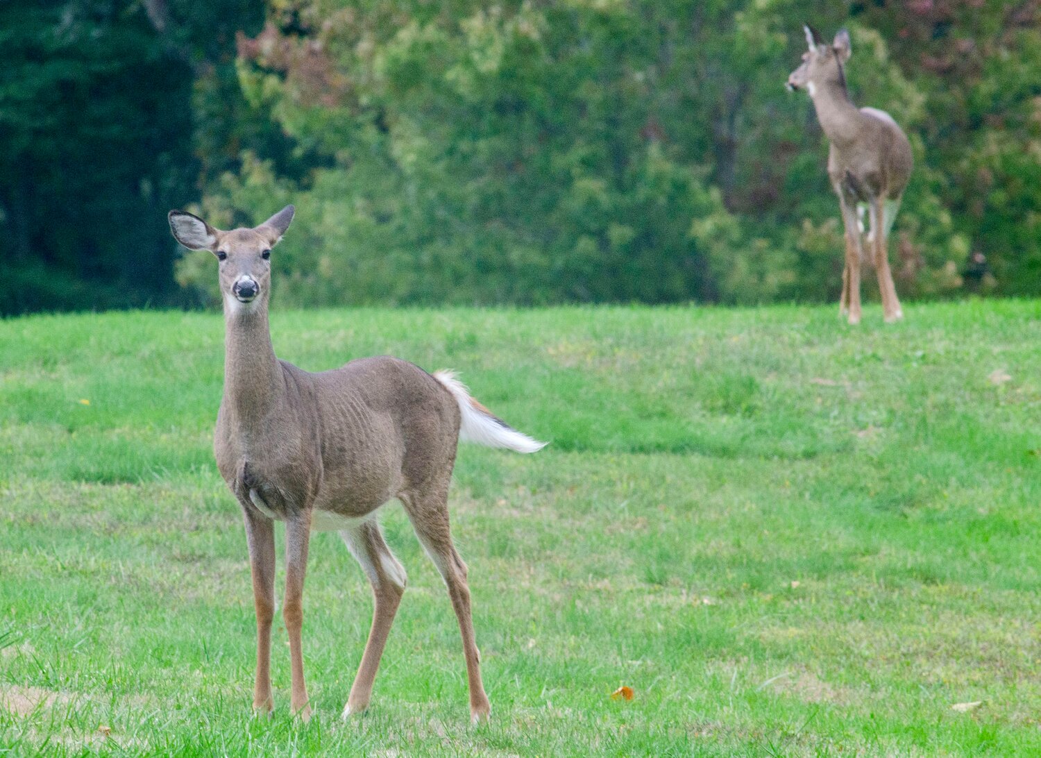 The sheer number of white-tailed deer in the area is causing problems, and residents across Westport and LittleCompton are looking for solutions.