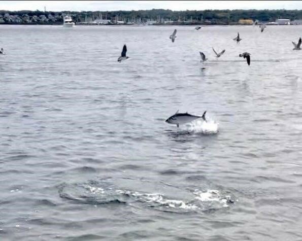 False albacore jumping in the east passage of Narragansett Bay, as captured by Melissa Agonia a few seasons ago.