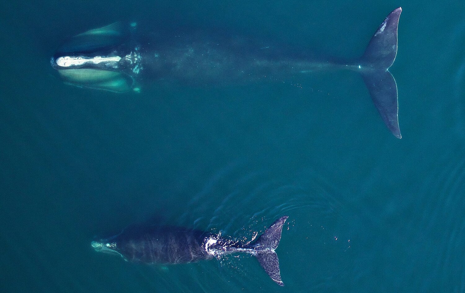 A North Atlantic right whale mother with a calf. More of these whales have been killed than have been born in recent years.