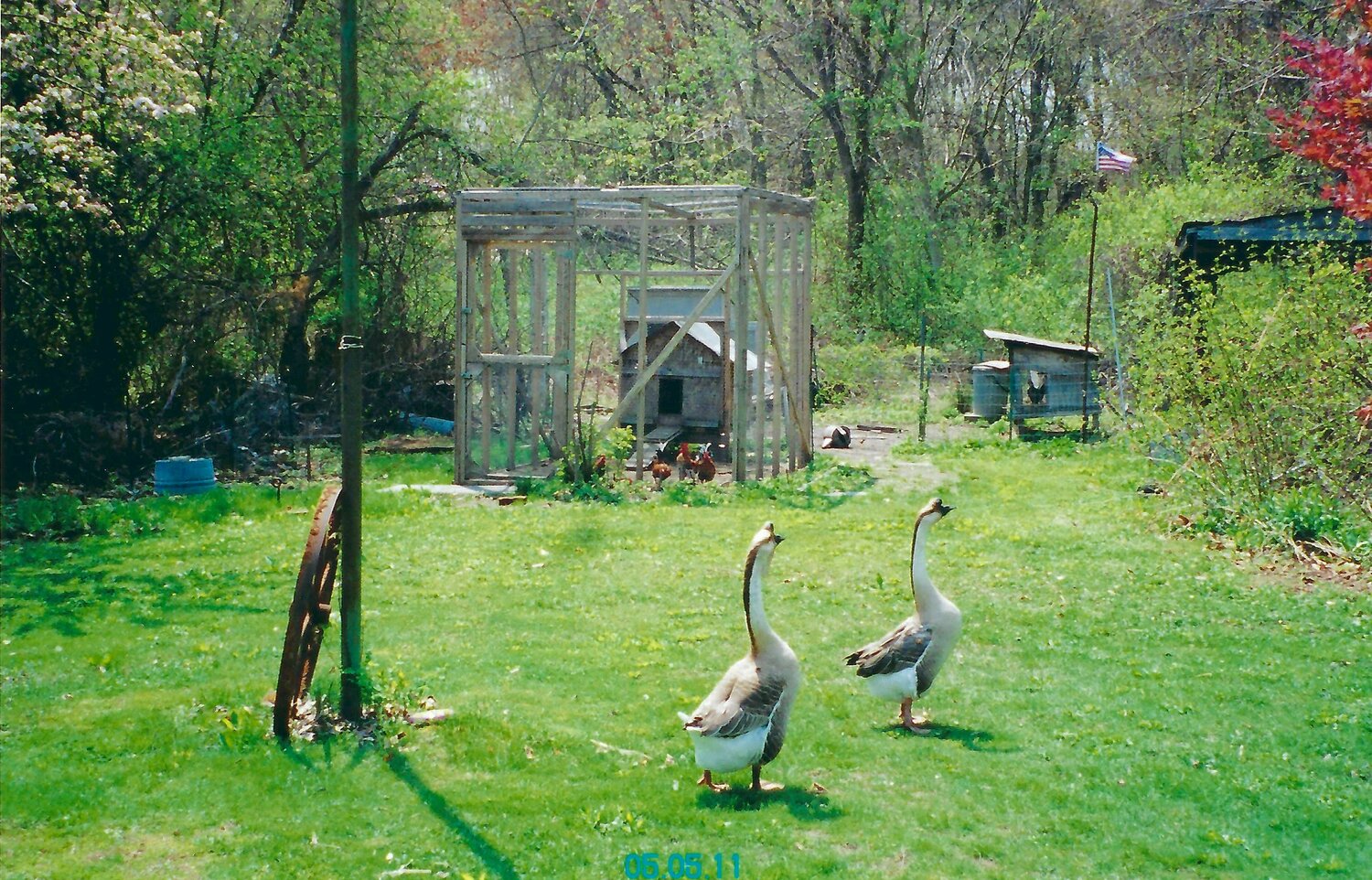 Geese wandered the Dziedzic family’s property on Sowams Road.