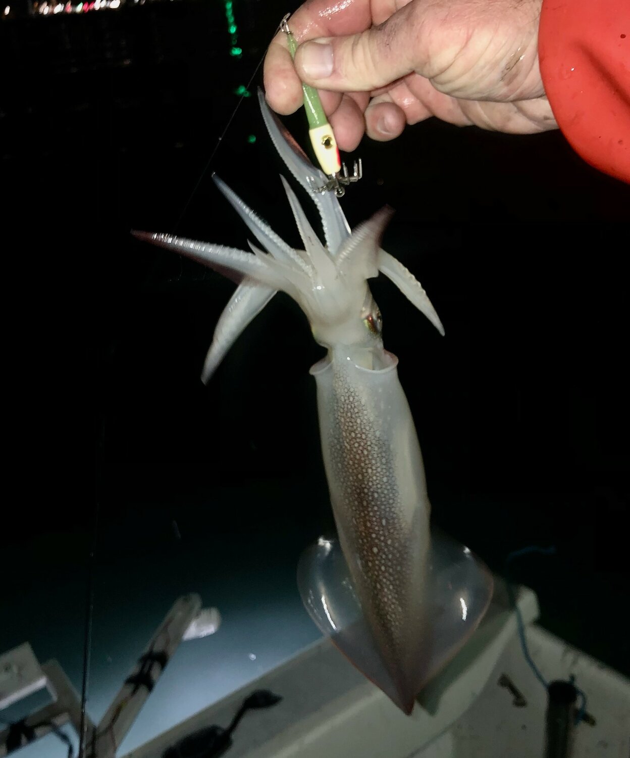 Squid jig with a Newport area squid caught by Greg Vespe earlier this week.
