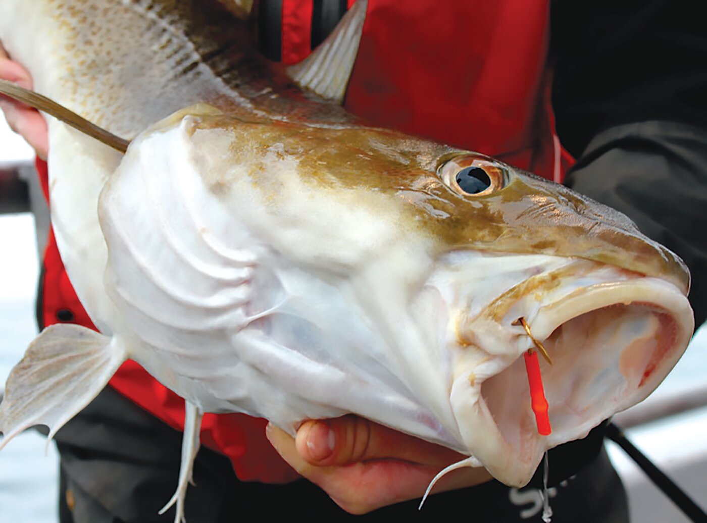 Tautog fishing is strong, and cod fishing is just heating up.