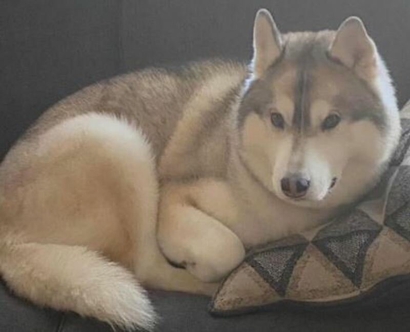 The city presented donations received in the unresolved case of "Niko," a family pet husky who was killed last year after being shot by a pellet gun.