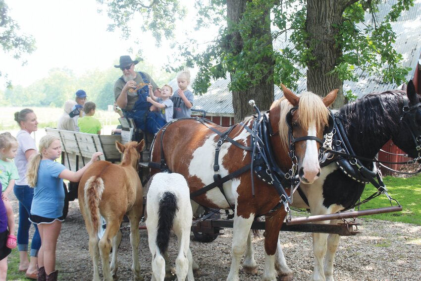 Tom Hansen and his grandchildren brought the horse team for wagon rides, along with two young foals who tagged along.