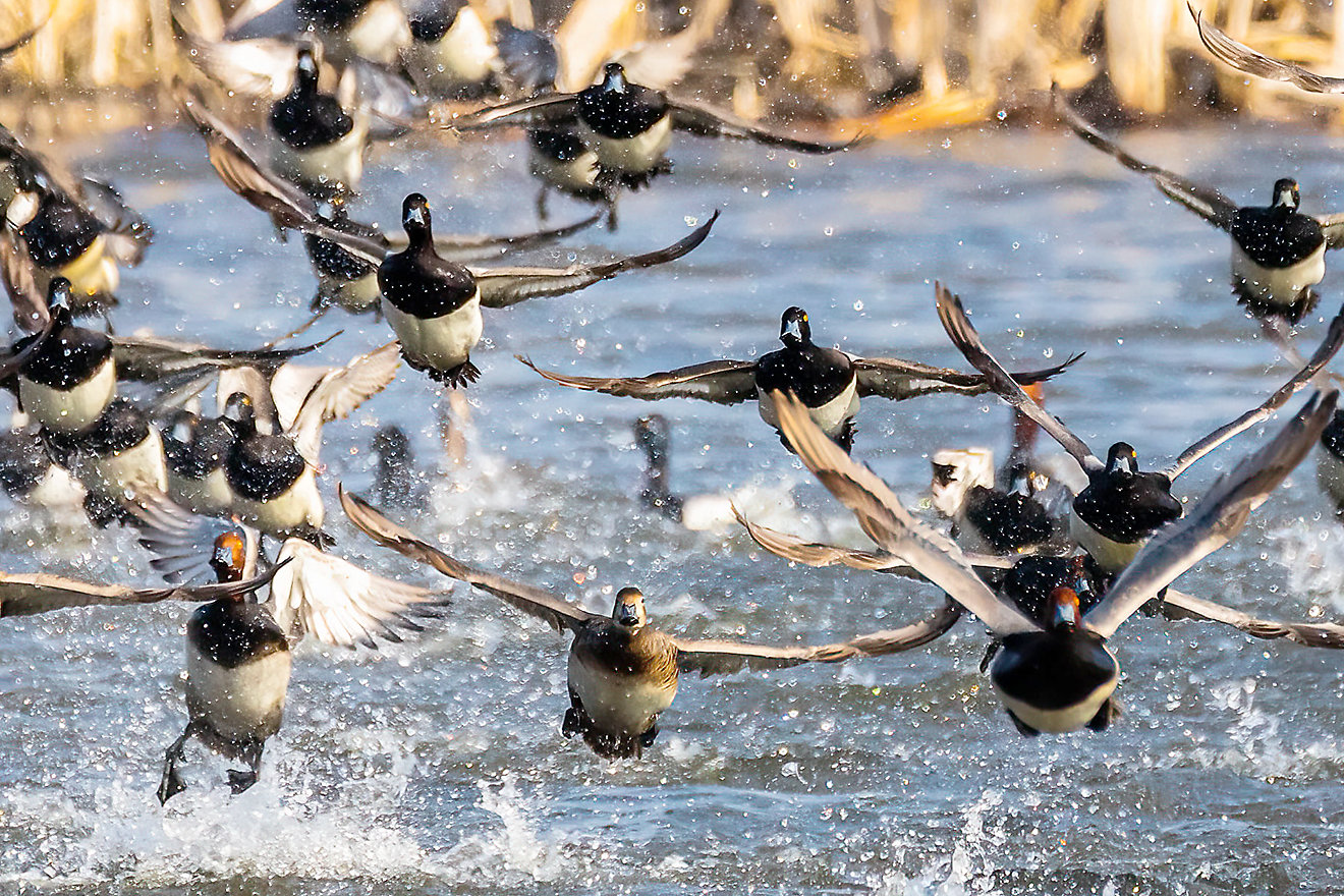 “Take-Off”-Beardsley’s photo of a variety of ducks taking off in the March wind, won the Iowa Wildlife category.
Photo by Bill Beardsley
