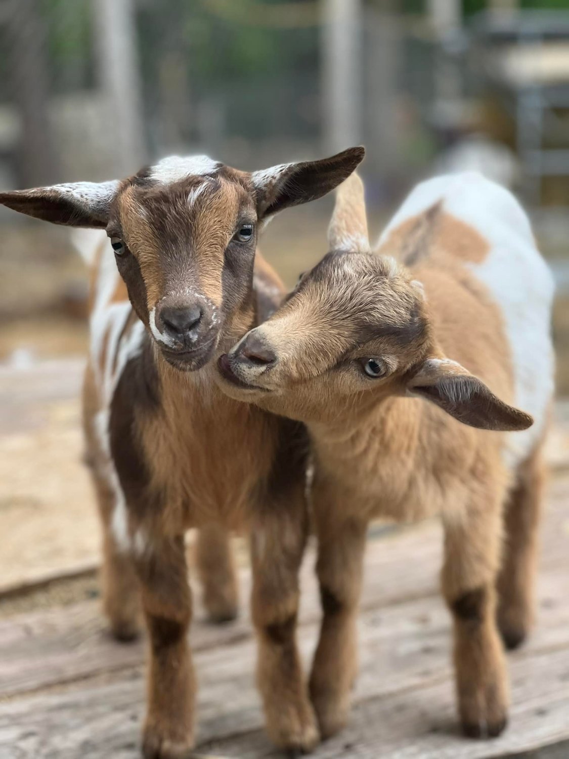 What started as a way to clear away some brush turned into a family passion for goats. Today, the Barnharts care for a herd of approximately 23 goats, primarily registered Nigerian Dwarfs and Mini-Nubians, though they are beginning to branch out into meat goats as well.