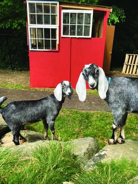 These goats are ready for a day of learning.