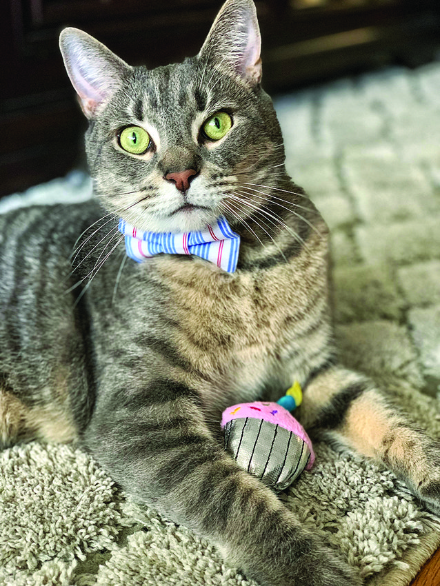 Octavius recently celebrated his fourth birthday in style. He belongs to Sally Ostendorf who now lives in Boston. He was &ldquo;rescued&rdquo; from Tricia Stearly, former advertising director of Jewish Rhode Island.