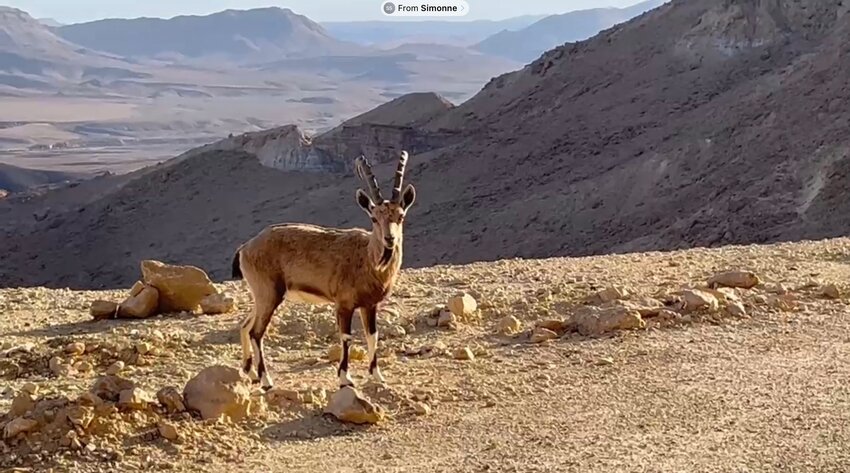 Nubian Ibex at Makhtesh Ramon