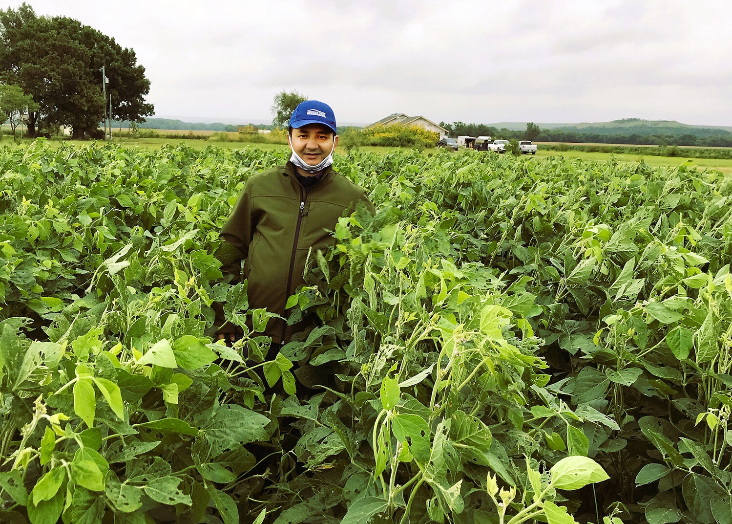 Forage soybean emerges as a promising summer forage for Missouri
