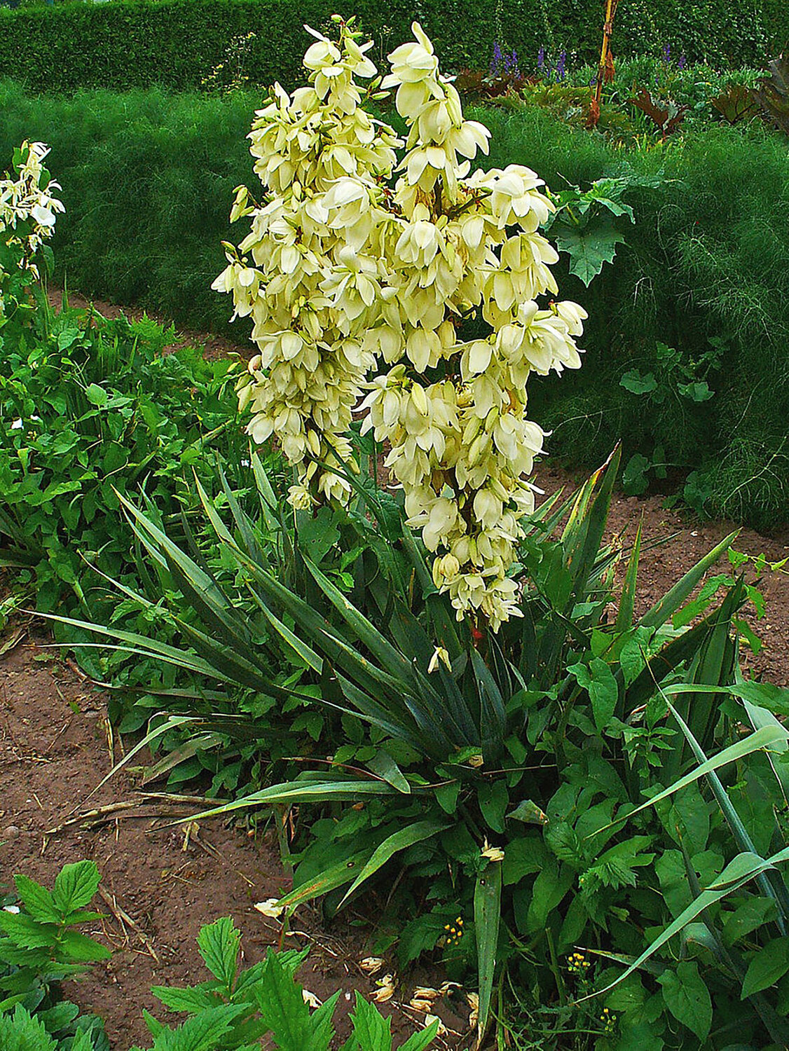 Yucca: Overlooked star of early summer