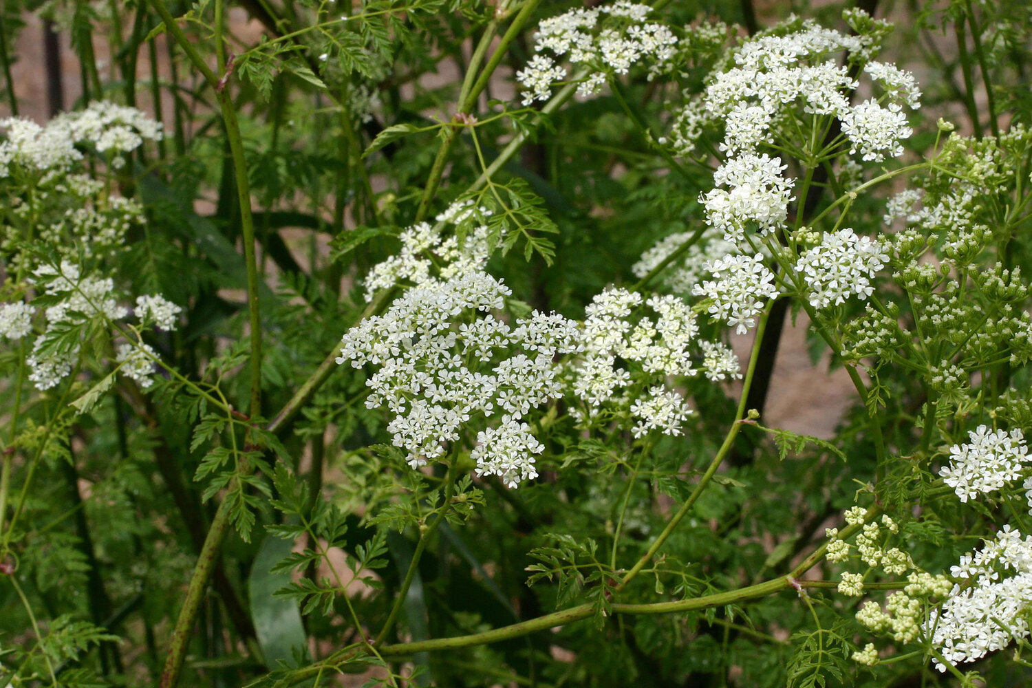 Poison hemlock: beautiful and deadly