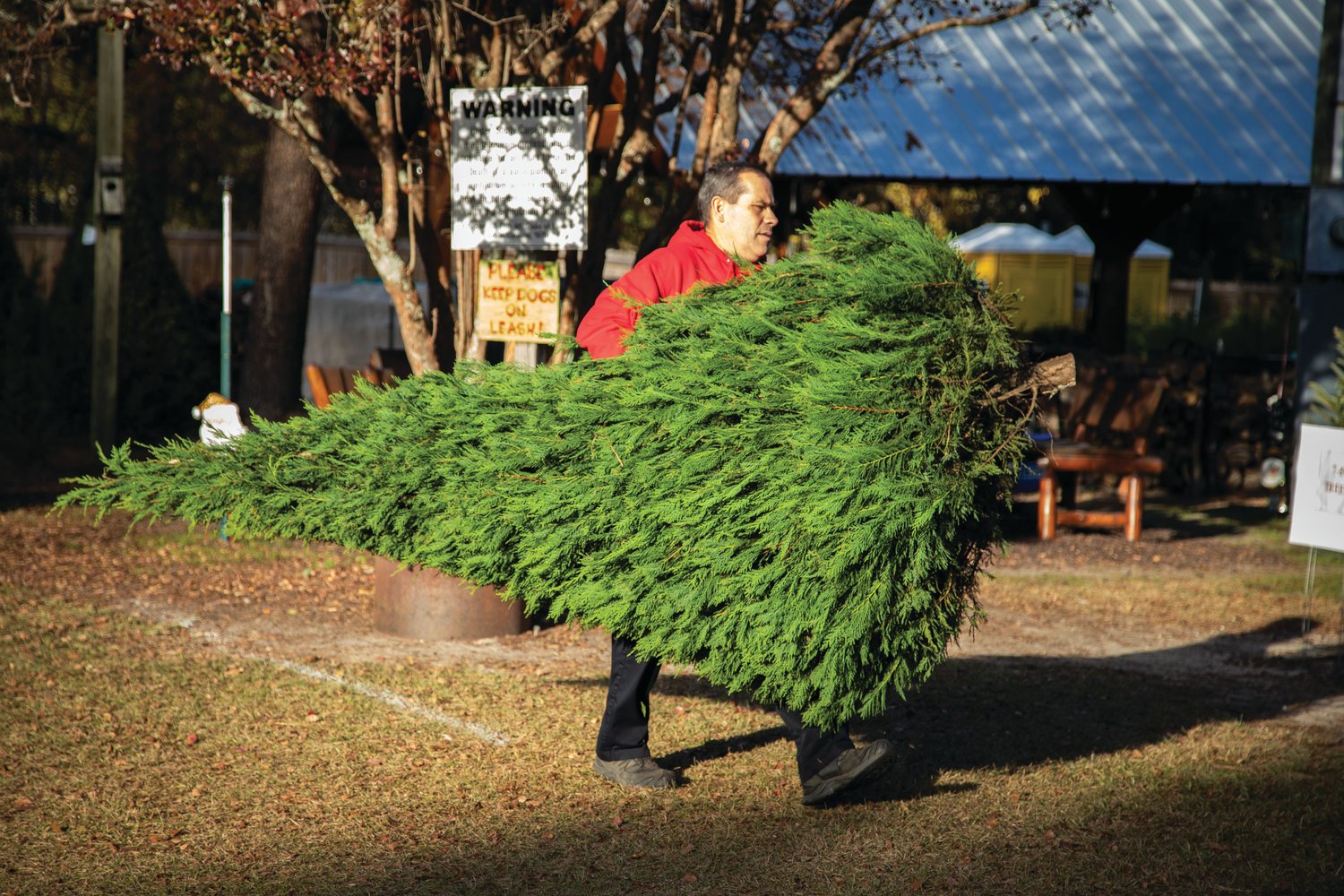 Price’s Christmas Tree Farm is one of at least eight working farms in the Lexington County area.