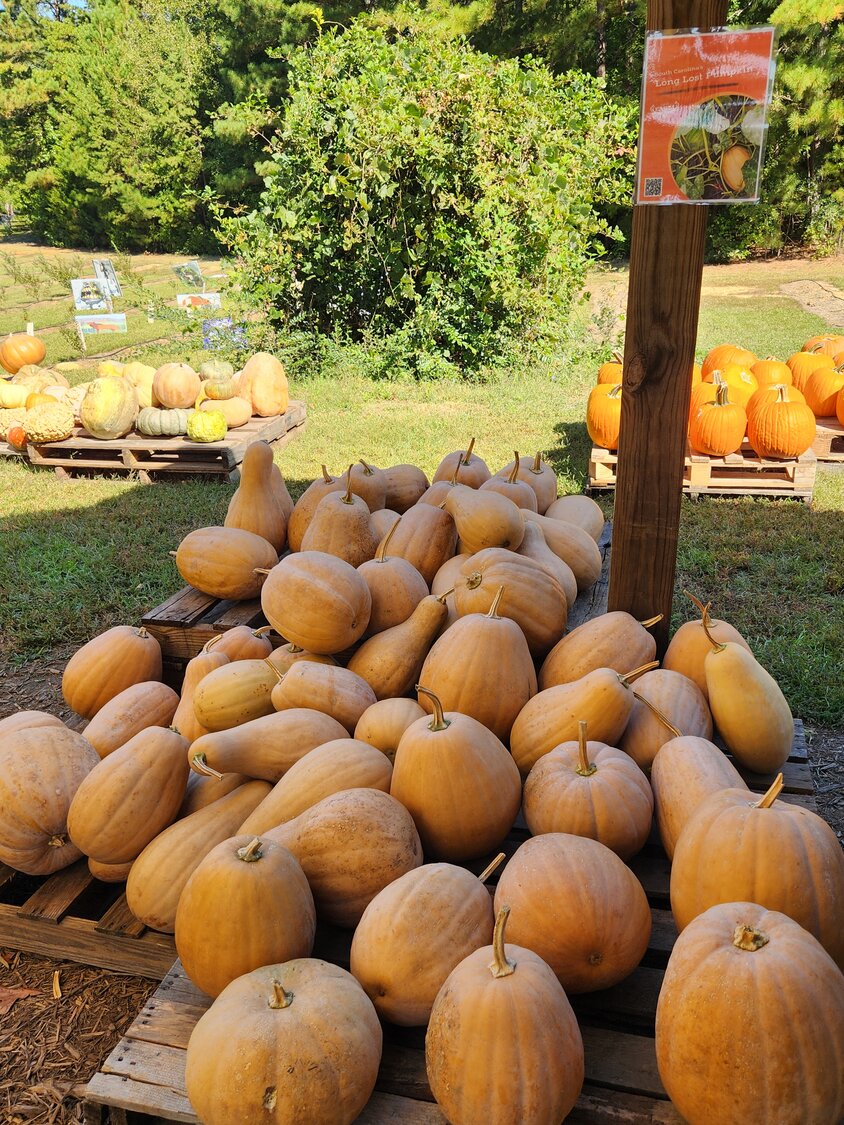 The FARM 1780 grows the Dutch Fork pumpkin, an heirloom variety that fell out of favor but was once preferred for pumpkin pies in South Carolina.