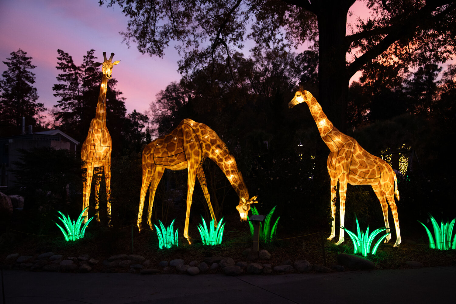 Photos Riverbanks Zoo highlights endangered species with holiday