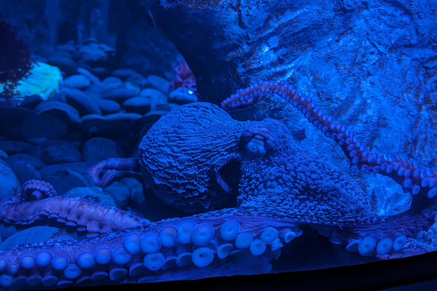 Giant Pacific octopus Susan recently arrived at the Riverbanks Zoo.
