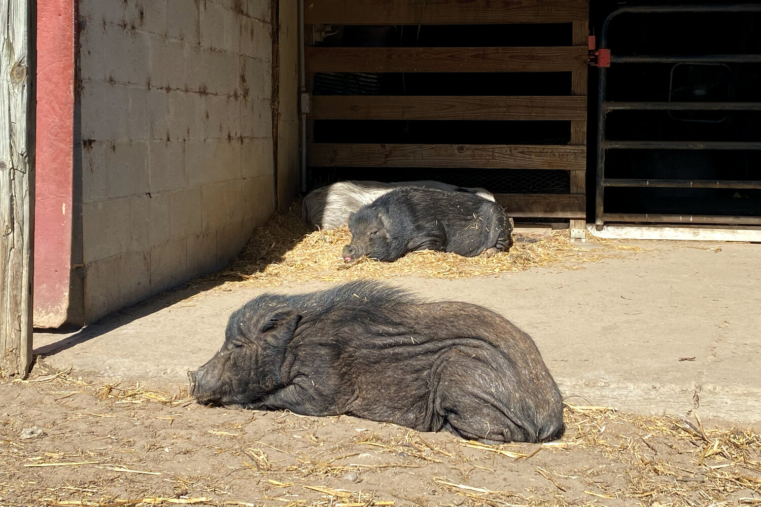 Cotton Branch Farm Sanctuary cares for about 200 potbelly pigs, several of which are sponsored by members of the community.