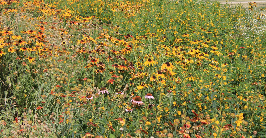 Wildflower gardens are growing in popularity across Oklahoma, and the fall season is a great time to establish one to adorn the landscape with bright, colorful flowers next spring.