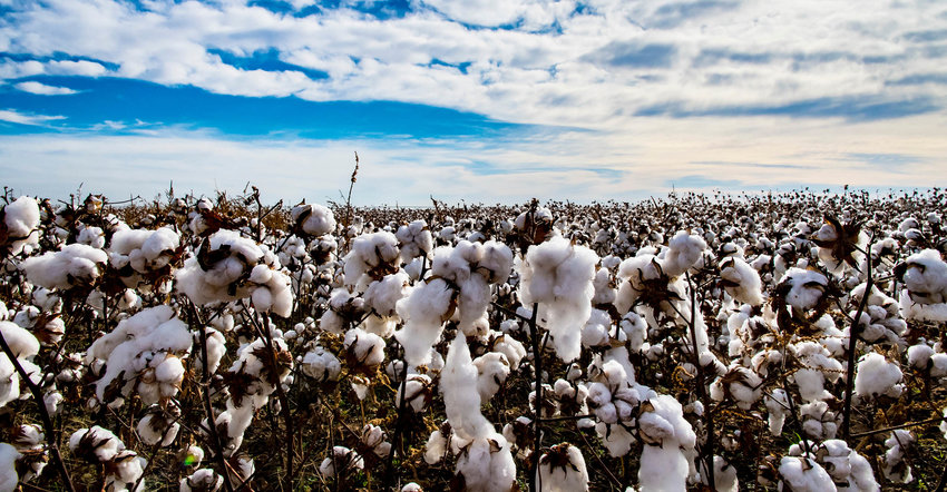 Whether summer crops like cotton can be fully harvested this year in the Panhandle and southwest Oklahoma will depend on whether or not the two regions receive more rain.