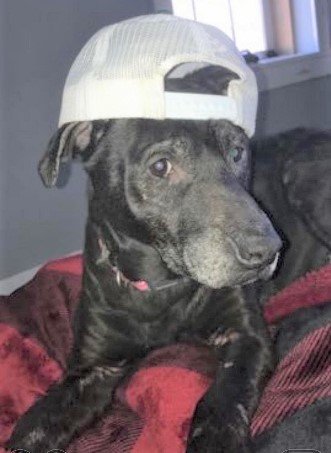 Athena, believed to be 16 years old, died at the Mexico Animal Shelter waiting for her family to come get her. When they tried to, she had already passed causing points of contention between her owners and the shelter. (Submitted)