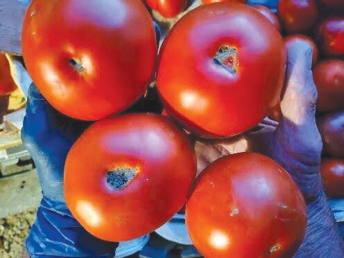 Homegrown tomatoes have helped put S&M on the map.